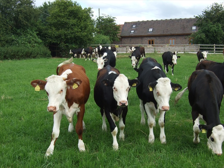 Farm Self Catering Cottages Tamworth