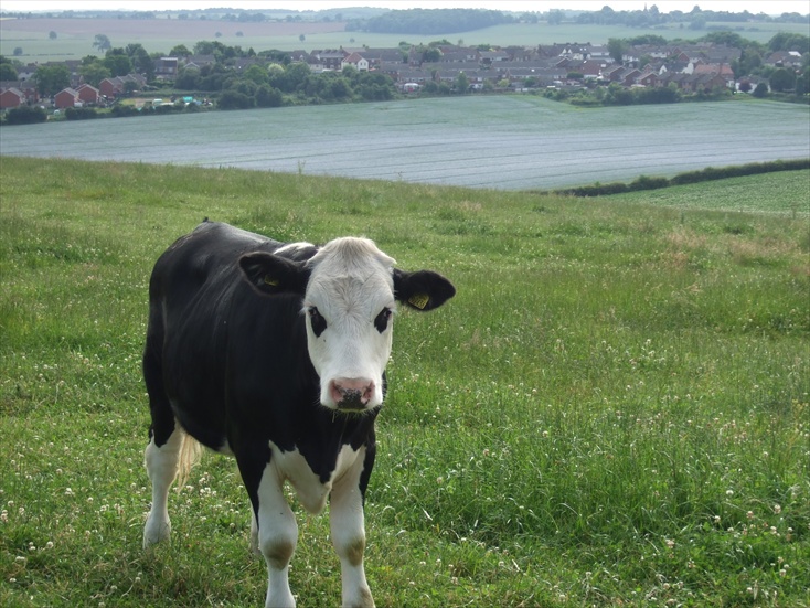 cow in field