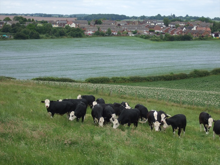 cows
