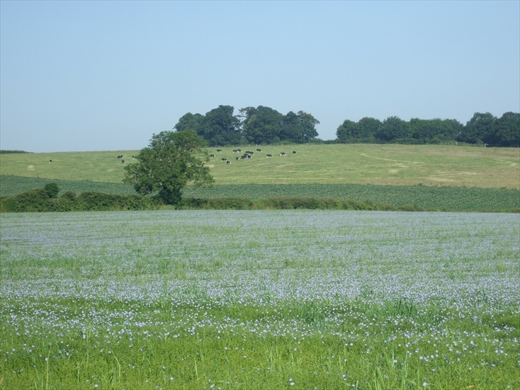cows